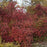Viburnum, Red Feather® Arrowwood