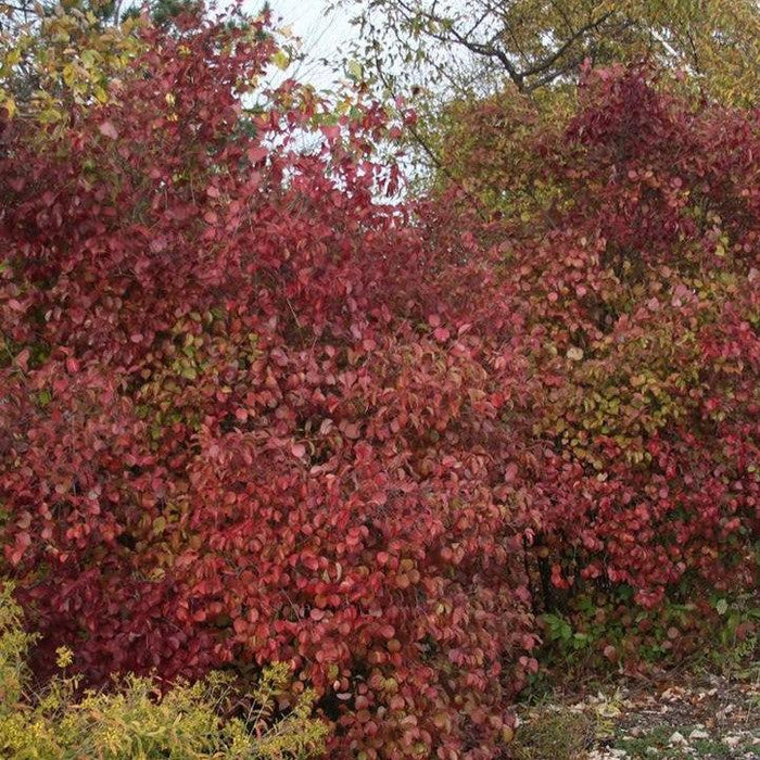 Viburnum, Red Feather® Arrowwood