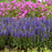 Veronica 'Wizard of Ahhs' PP31044  - PW® Magic Show® Wizard of Ahhs Veronica