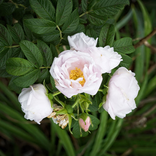 Rose, Snow Pavement Rugosa Rose