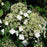 Hydrangea, Climbing Hydrangea