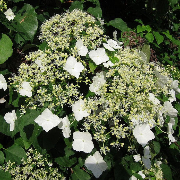 Hydrangea, Climbing Hydrangea