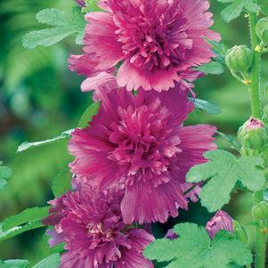 Hollyhock, Spring Celebrities™  Purple Hollyhock