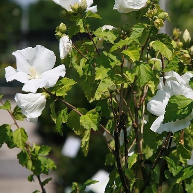 Hibiscus, Diana Rose of Sharon Hibiscus