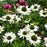 Coneflower, Happy Star Echinacea