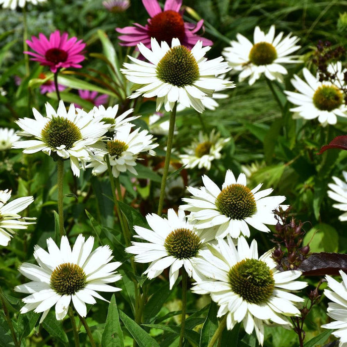 Coneflower, Happy Star Echinacea