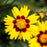 Tickseed, Lil' Bang™ Enchanted Eve Tickseed