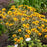 False Sunflower, Touch of Blush False Sunflower