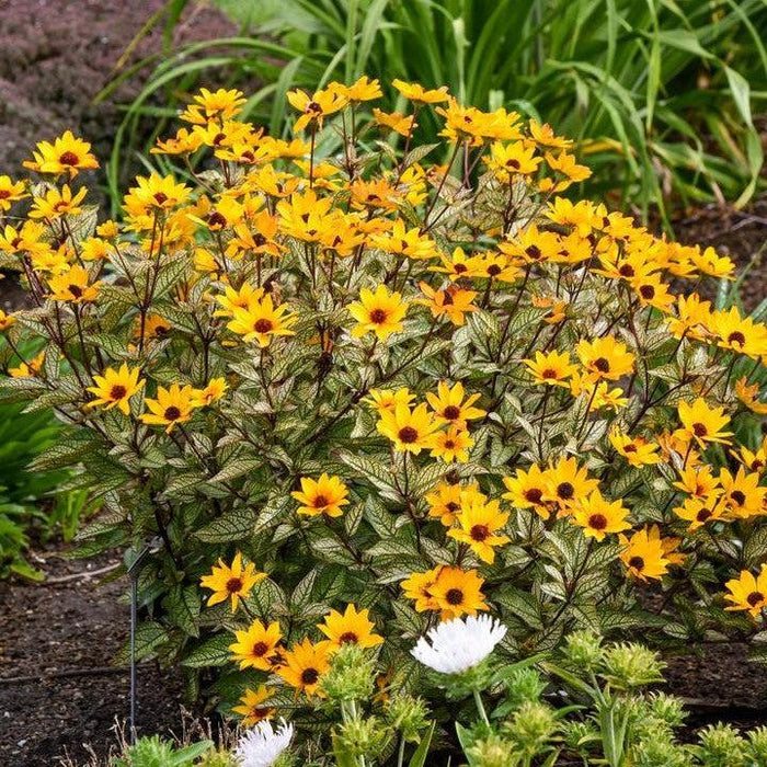 False Sunflower, Touch of Blush False Sunflower