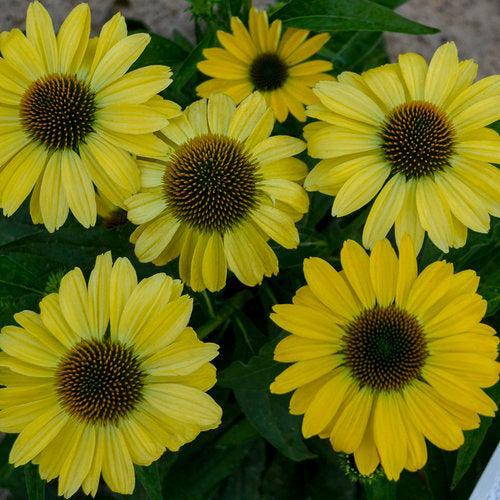 Coneflower, Eye-catcher™ Canary Feathers Echinacea