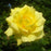Rose, Oregold Hybrid Tea Rose