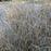 Grass, Hameln Fountain Grass