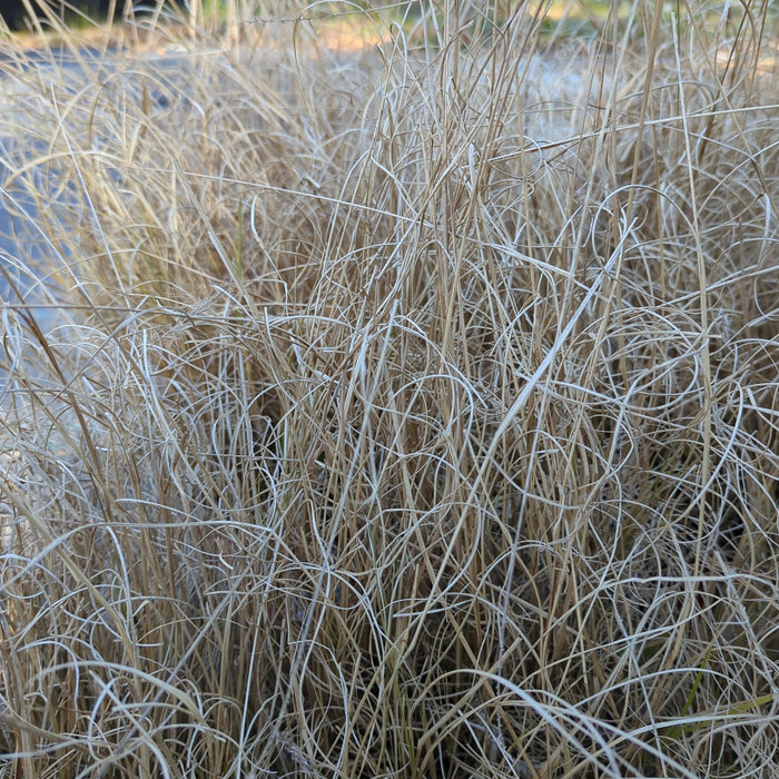 Grass, Hameln Fountain Grass