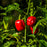 Pepper, Red Habanero Pepper