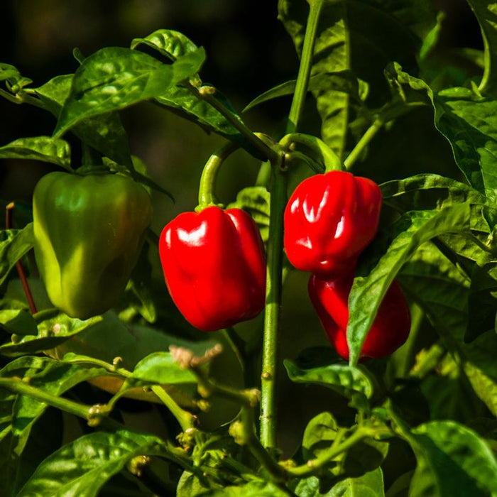 Pepper, Red Habanero Pepper