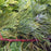 False Cypress, Golden Hinoki False Cypress
