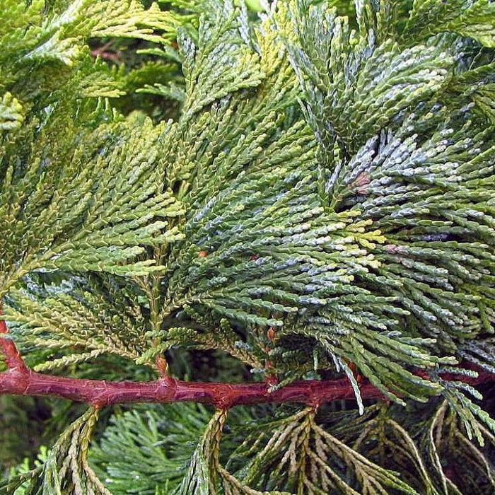 False Cypress, Golden Hinoki False Cypress