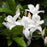 Azalea, Swamp Azalea