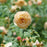 Rose, PW® Flavorette® Honey-Apricot Rose