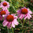 Coneflower, Ruby Star Echinacea