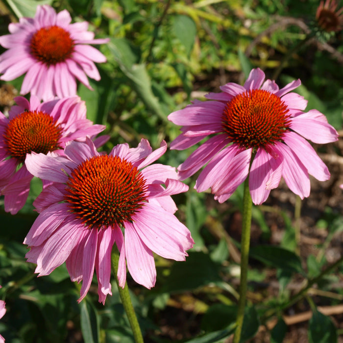 Coneflower, Ruby Star Echinacea