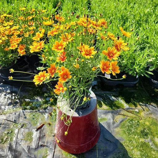 Tickseed, Lil' Bang™ Darling Clementine Tickseed