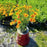 Tickseed, Lil' Bang™ Darling Clementine Tickseed