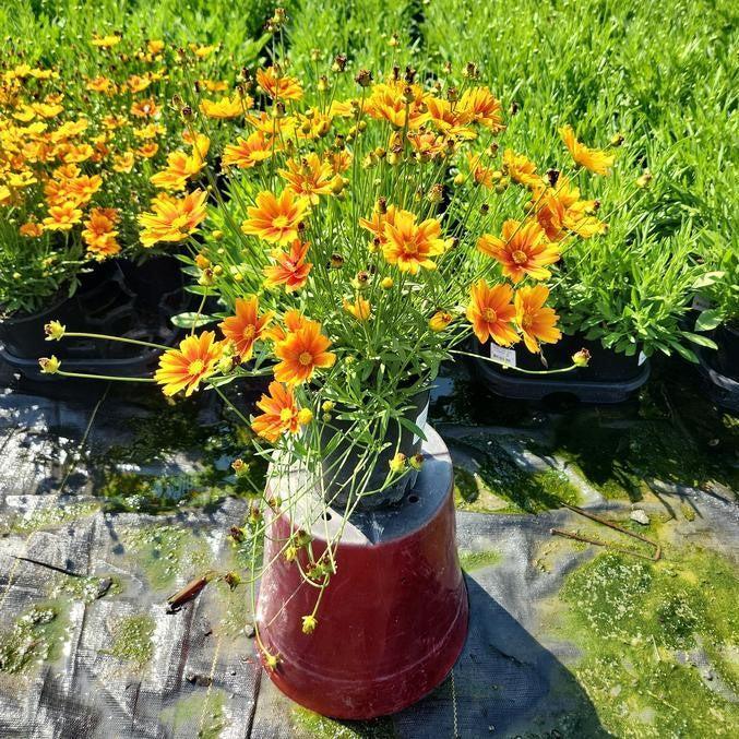 Tickseed, Lil' Bang™ Darling Clementine Tickseed