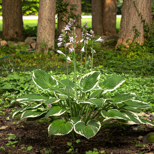 Hosta, Patriot Hosta