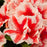 Azalea, Encore Autumn Starburst Azalea