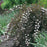 Ninebark, Summer Wine® Ninebark