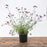Verbena, Lollipop Verbena