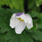 Anemone, Wild Swan™ Anemone