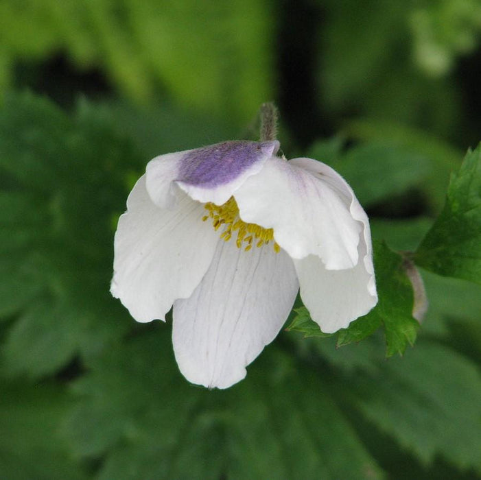 Anemone, Wild Swan™ Anemone