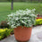 Deutzia, Yuki Snowflake® Deutzia