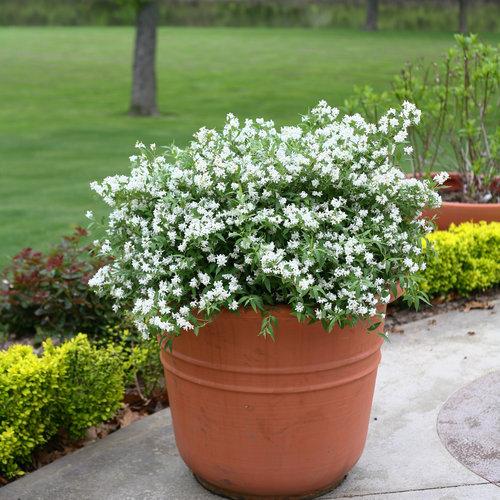 Deutzia, Yuki Snowflake® Deutzia