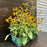 Black Eyed Susan, Goldsturm Black-Eyed Susan