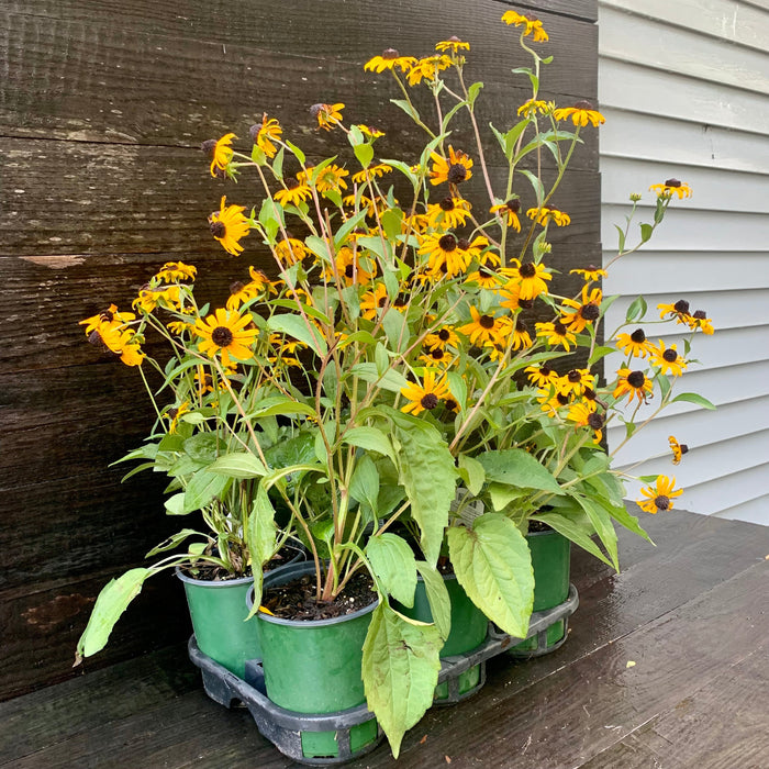 Black Eyed Susan, Goldsturm Black-Eyed Susan