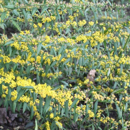 Goldenrod, Blue-stemmed Goldenrod