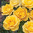 Rosa 'Meianycid' PP 27,894  - Bloomables® Gilded Sun™ Rose