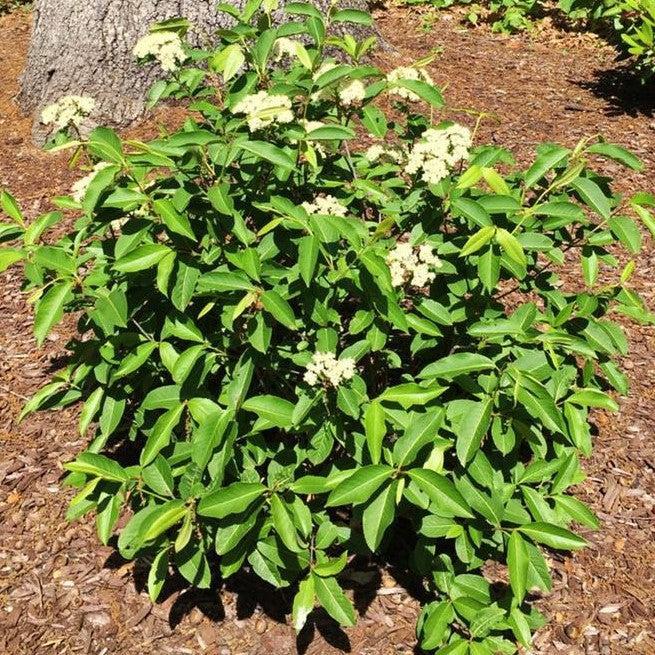 Viburnum, NativeStar® Raisinette Viburnum
