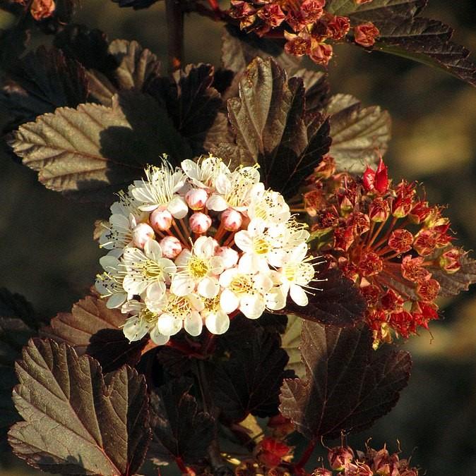 Ninebark, Summer Wine® Ninebark