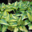 Hosta, June Hosta