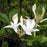 Azalea, Swamp Azalea
