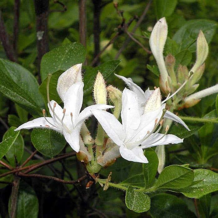 Azalea, Swamp Azalea