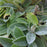 Lamb's Ear, Giant Lamb's Ear