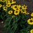 Coneflower, Color Coded® Yellow My Darling Echinacea
