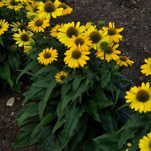 Coneflower, Color Coded® Yellow My Darling Echinacea