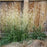 Grass, Karl Foerster's Feather Reed Grass
