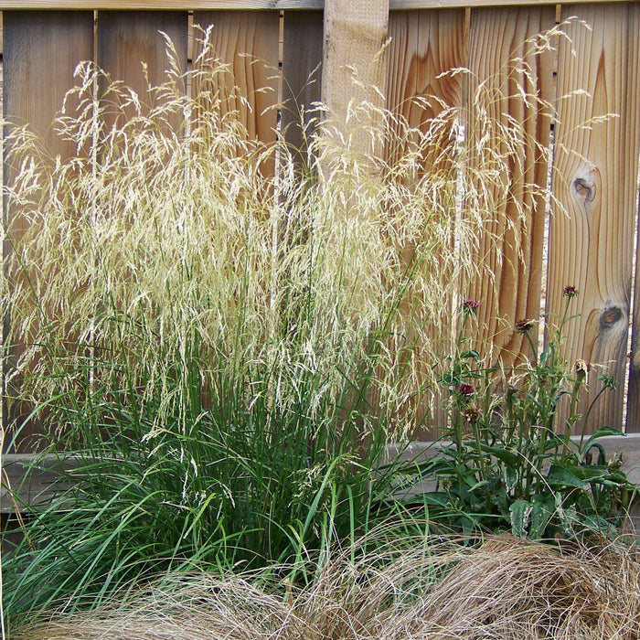 Grass, Karl Foerster's Feather Reed Grass